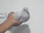 Pigeons