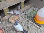 Pigeons