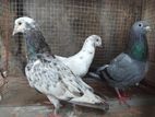 Pigeons