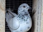 Pigeons