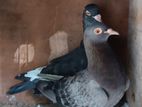 pigeons