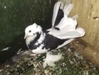 Pigeons