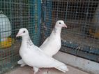 Pigeons