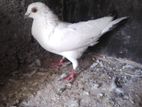 pigeons