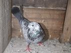 pigeons