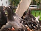 Pigeons
