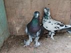 Pigeons