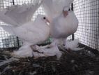 Pigeons