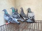 Pigeons