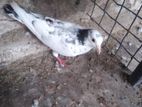 Pigeons