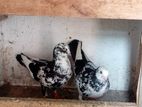 Pigeons