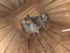 Pigeons