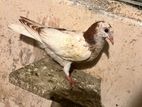Pigeons