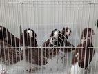 Pigeons