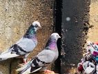 Pigeons