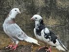Pigeons