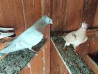 Pigeons