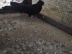 Pigeons
