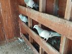 Pigeons