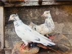Pigeons