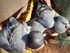 Pigeons