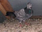 Pigeons