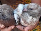Pigeons