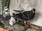 Pigeons