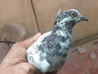 Pigeons