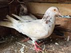 Pigeon