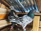 pigeons