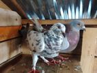 Pigeons