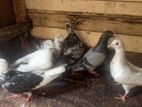 Pigeons