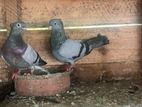 Pigeons