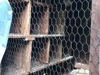 Pigeons cage