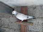 Pigeons