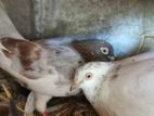 Pigeons