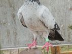 Pigeons