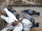 Pigeons