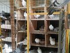 Pigeons