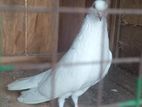 Pigeons