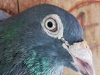 Pigeons