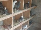 Pigeons
