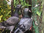 Pigeons