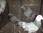 Pigeons