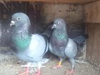 Pigeons