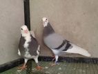 Pigeon