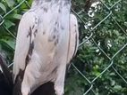 Pigeons