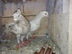 pigeons