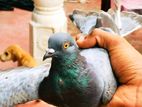 pigeons